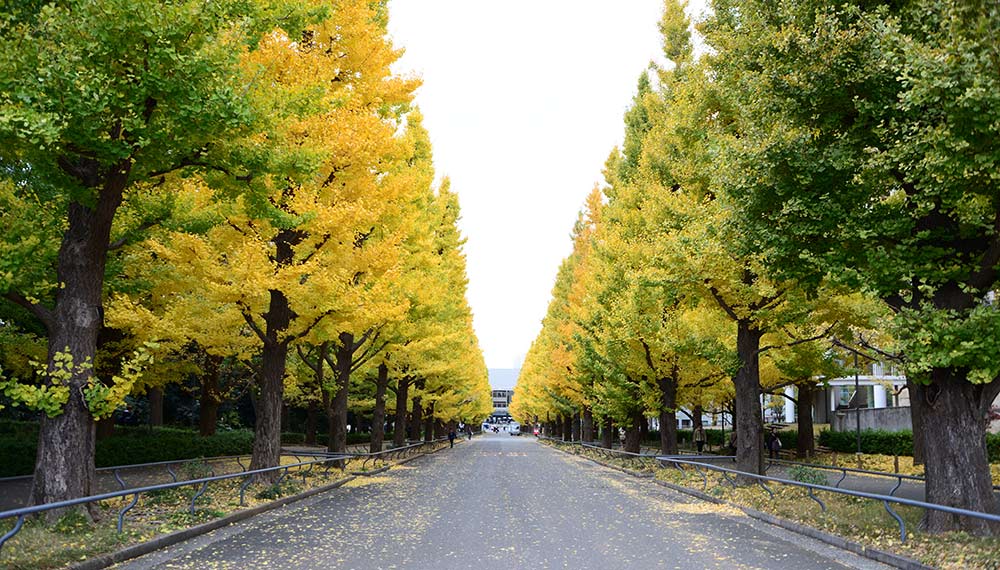 日吉駅から日吉記念館までのいちょう並木
